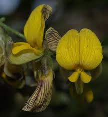 Image result for Rhynchosia caribaea