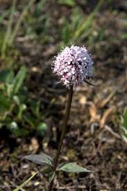 Image result for Buchnera capitata