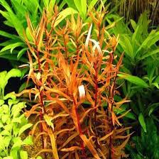 Image result for Ammannia aegyptiaca