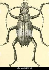 The museum of natural history, with introductory essay