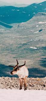 Latest Iphone X Wallpapers Free Hd Ilikewallpaper Looking for the best goat wallpapers? latest iphone x wallpapers free hd ilikewallpaper