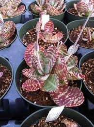 Pin By Ca Leea Sweat On Succulents Rare Succulents Succulent Care Planting Succulents