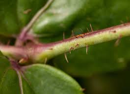 Image result for Cyphostemma subciliatum