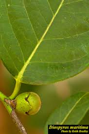 Image result for Diospyros mafiensis