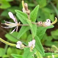 Image result for Cleome monophylla