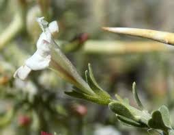 Image result for Menodora africana