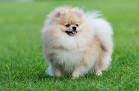 What is the Normal Pomeranian Price?