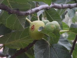 ثمار تين Fruit Plants Tree