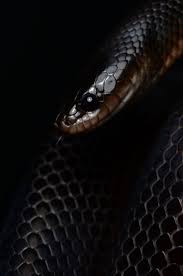 Snake Wallpapers Wallpaper Snake Wallpaper Black Mamba Snake Snake