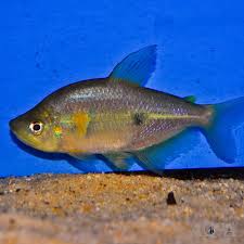 Image result for Rhodopentas