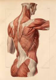 Muscles make up a large part of the anatomy (structure) of the back. Superficial Back Muscles 1831 Artwork Stock Image C014 7820 Science Photo Library