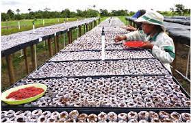 The moss also makes working the soil easier by facilitating hoeing and helping to prevent fertilizer from leaching out, losing valuable nutrients. 9 Jiffy Pellets Are Composed Of Dry Compressed Peat Surrounded By Download Scientific Diagram