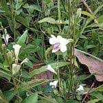 Image result for Asystasia intrusa