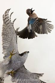 Images Of Uk Birds Of Prey In Flight Goshawk Chasing Jay Uk Bird Small Mammal Taxidermist Mike Gadd Bird Taxidermy Beautiful Birds Pet Birds
