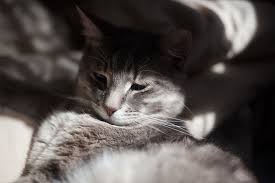 When these events happen, bridges, crowns, root canals, implants, partial dentures, and. Watch Out For Teeth Grinding In Cats It S A Subtle Sign There S Trouble