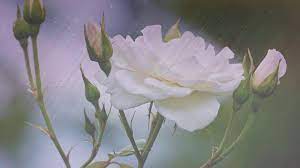 What Do White Roses Mean In A Dream White Roses Dream Interpretation Rose
