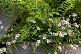 Image result for Erigeron karvinskianus