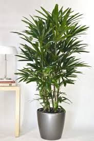 6 More Indoor Plants For Your Home Tall Indoor Plants Big House Plants Common House Plants