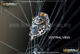 Check spelling or type a new query. Spinybacked Orbweaver Gasteracantha Spp