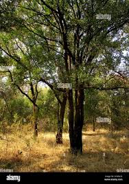 Image result for Spirostachys