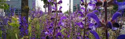 Herbal walks to discover the medicinal plants in Parc Central