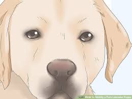 3 Easy Ways To Identify A Pure Labrador Puppy Wikihow