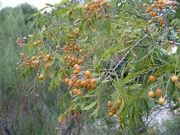 Image result for Sapindaceae