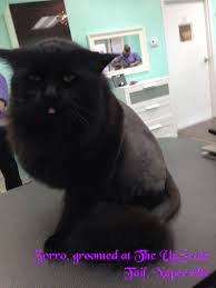 Lion Cut Cats