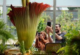 Denver Corpse Flower Draws Strong Crowds Despite Weak Odor Corpse Flower Denver Botanic Gardens Flower Drawing
