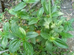 Image result for Tristemma