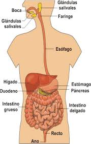 Http Www Lareserva Com Home Fimage Aparatodiges2 Jpg Aparato Digestivo Humano Organos Del Cuerpo Humano Sistema Digestivo Para Ninos