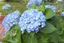 How To Care For Potted Hydrangeas In Winter Bcliving Hydrangea Potted Potted Hydrangea Care Hydrangea Winter Care
