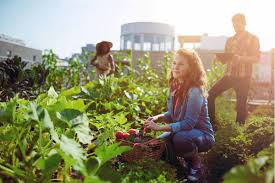 Check spelling or type a new query. L Orto Urbano Da Guinness Alle Porte Di Milano 50 Ettari Di Ortofrutta Bio