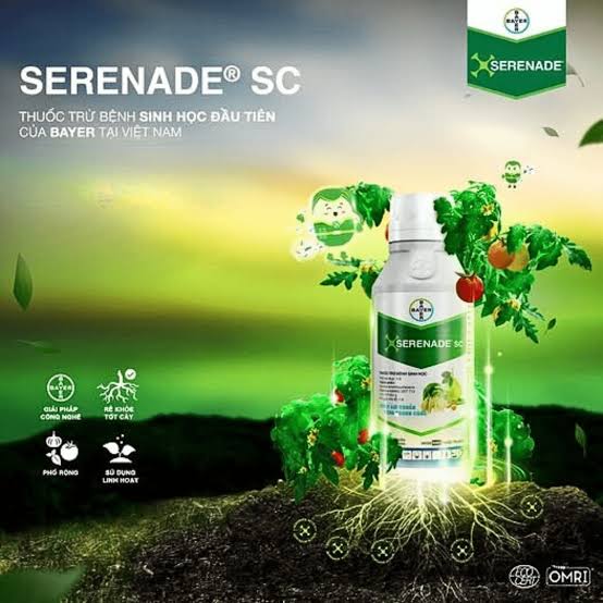 SERENADE SC.