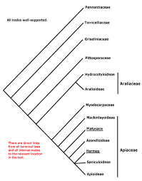 Image result for Lefebvrea longipedicellata