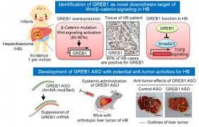 The value of the alt and ast liver enzymes will vary depending on the type of liver sickness including cancer. Breast Cancer Gene A Potential Target For Childhood Liver Cancer Treatment Eurekalert Science News