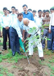 Image result for Tree plantation