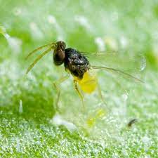 But, this kind of killing of pests requires an active control of a human being. Encarsia Formosa Whitefly Parasite Planet Natural White Flies Beneficial Insects Planet Natural