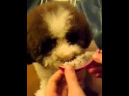 But, can a dog eat dragon fruit, and is it safe? Cutest Toy Poodle Dog Eating Pitaya Dragon Fruit Youtube