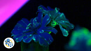 Check spelling or type a new query. Grow Your Own Glowing Flowers The Science Of Fluorescence Live Science