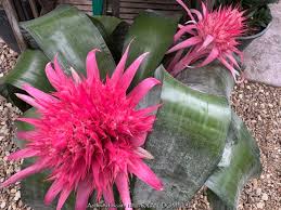 Image result for Aechmea