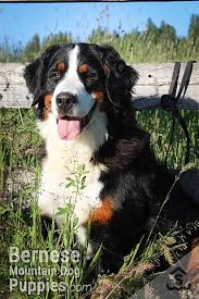 Meet the great bernese puppies! Willow Sweetwater Farms Bernese Mountain Dogs