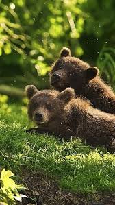 Bear Cubs 3 Ko Waiting For Mama Thinking About Dinner Naughtiness And Nap Time It S What Bear Cubs Do Animals Bear Cubs Animals Beautiful