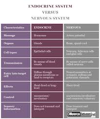 Endocrine System And Nervous System Autonomic Nervous