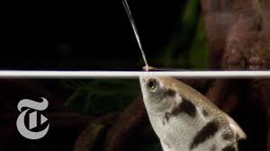 Image result for Archer Fish