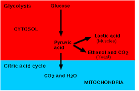 Explain The Process Of Cellular Respiration Class 11 Biology Cbse