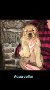 The golden retriever makes an outstanding family dog; Litter Of 4 Golden Retriever Puppies For Sale In Bristol Vt Adn 67745 On Puppyfinder Com Gender Ma Puppies For Sale Golden Retriever Litter Golden Retriever