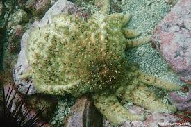 Image result for Pycnosphaera