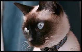 Don't forget to subscribe and share this video! How Old Is The Longest Lived Siamese Cat Poc