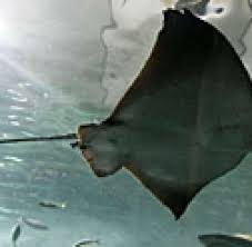 Die fotoforum community ist die plattform für ambitionierte fotografen. Krokodiljager Zieht Sich Rochen Stachel Selbst Aus Der Brust Welt